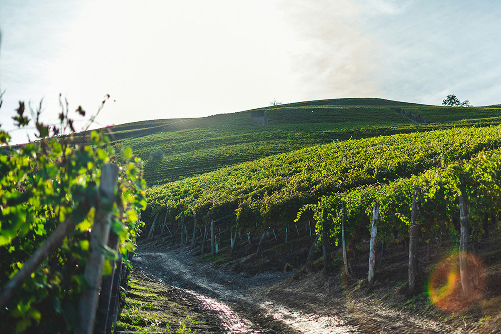 Imagine yourself on a terrace with a glass of wine
